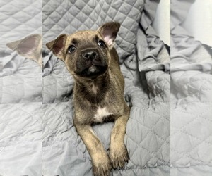 Medium German Shepherd Dog Mix