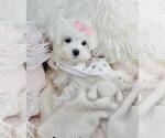 Small #9 Maltese