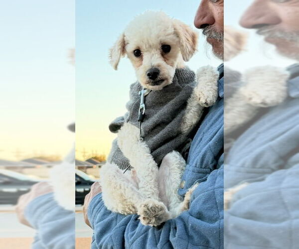 Medium Photo #5 Poodle (Miniature)-Unknown Mix Puppy For Sale in Grafton, WI, USA