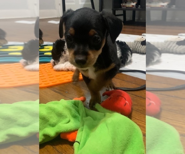Medium Photo #5 German Hunting Terrier-Lowchen Mix Puppy For Sale in HENRICO, VA, USA