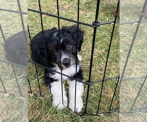 Aussiedoodle Miniature  Puppy for sale in CHENOA, IL, USA