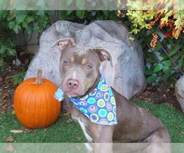 Medium Photo #2 American Pit Bull Terrier Puppy For Sale in Oklahoma City, OK, USA