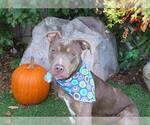 Small #1 American Pit Bull Terrier