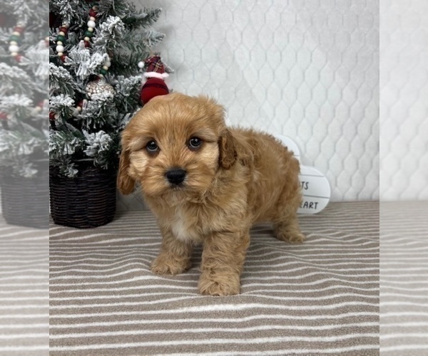 Medium Photo #4 Cavapoo (Miniature) Puppy For Sale in GREENFIELD, IN, USA
