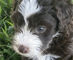 Aussiedoodle Miniature  Puppy for Sale in TOPEKA, Kansas USA