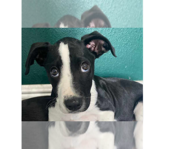 Medium Photo #3 Border Collie-Unknown Mix Puppy For Sale in Tampa, FL, USA