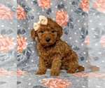 Small #4 Goldendoodle-Poodle (Toy) Mix