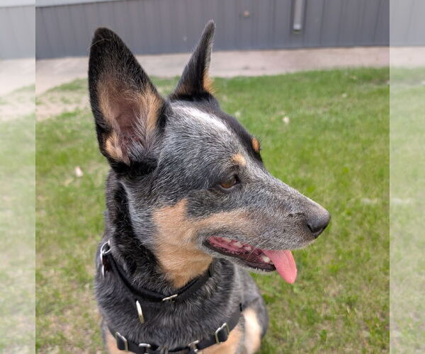 Medium Photo #7 Mutt Puppy For Sale in Fargo, ND, USA