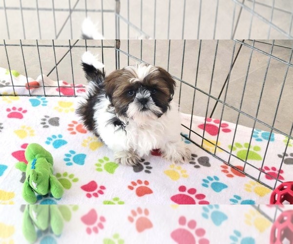Medium Photo #4 Shih Tzu Puppy For Sale in ORO VALLEY, AZ, USA