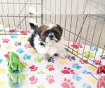 Small #3 Shih Tzu