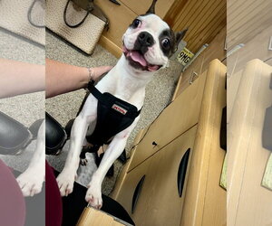 Floki - Male Boston Terrier Dog for Adoption - Photo #2
