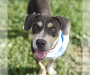 Mutt Dogs for adoption in San Antonio, TX, USA