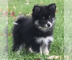 Small Photo #23 Pomsky Puppy For Sale in BAXTER, TN, USA