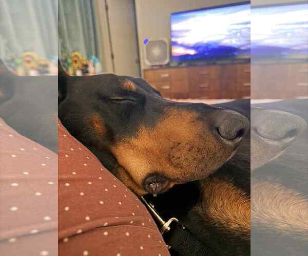 Medium Photo #8 Doberman Pinscher Puppy For Sale in Buffalo, MN, USA