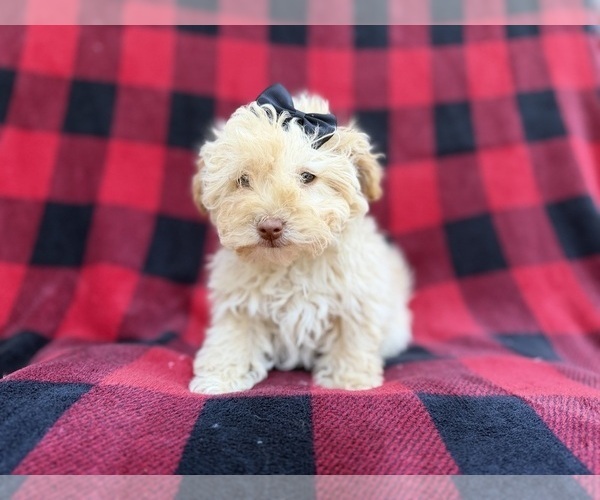 Medium Photo #4 Havapoo Puppy For Sale in LAKELAND, FL, USA