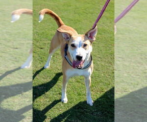 Army - Female Carolina Dog-Unknown Mix Dog for Adoption - Photo #3
