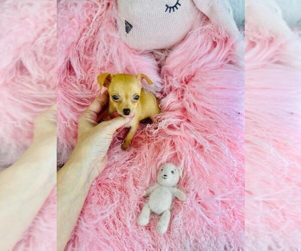 Medium Photo #8 Chihuahua Puppy For Sale in NAPLES, FL, USA