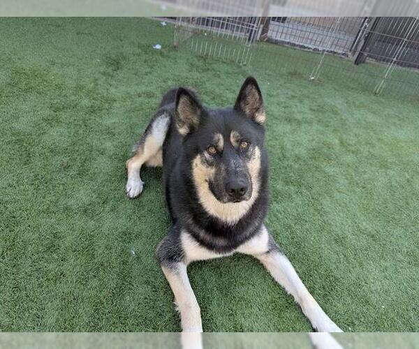 Medium Photo #2 Gerberian Shepsky Puppy For Sale in Orange, CA, USA