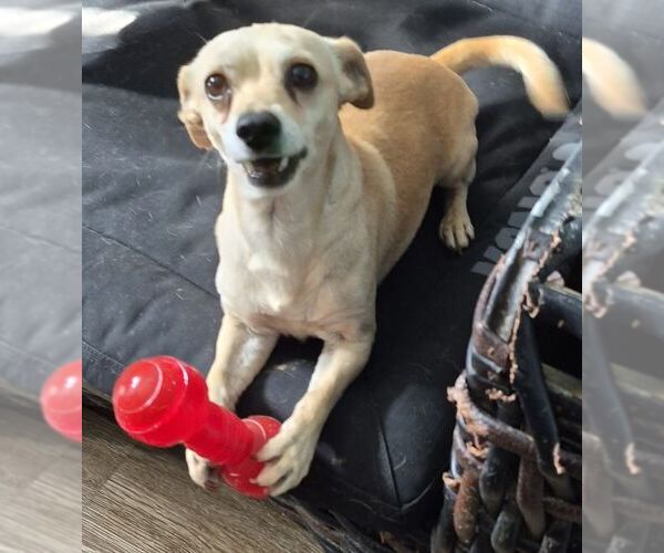 Medium Photo #2 Chihuahua Puppy For Sale in Carrollton, TX, USA