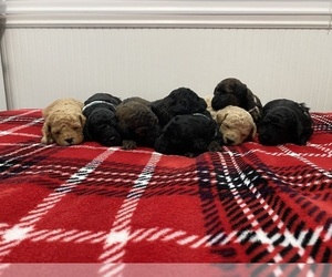 Doodle-Poodle (Toy) Mix Puppy for sale in NORTH OGDEN, UT, USA