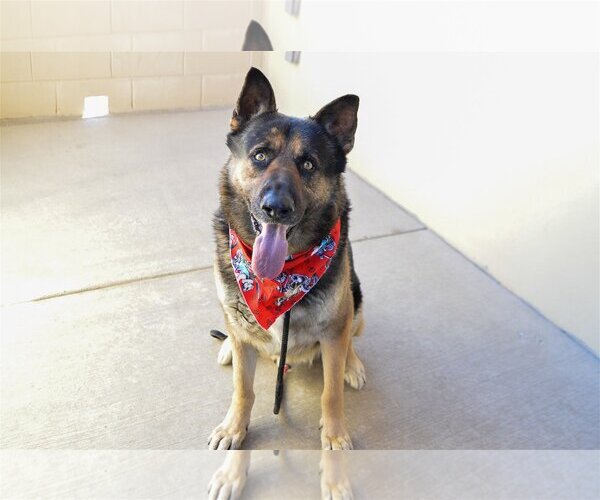 Medium Photo #2 German Shepherd Dog-Unknown Mix Puppy For Sale in McKinney, TX, USA