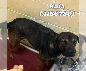 Chinese Shar-Pei-Unknown Mix Dogs for adoption in Tulsa, OK, USA