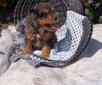 Small #11 Cavapoo