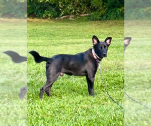 German Shepherd Dog-Unknown Mix Dogs for adoption in Brewster, NY, USA