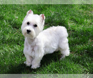 Mother of the West Highland White Terrier puppies born on 02/16/2026