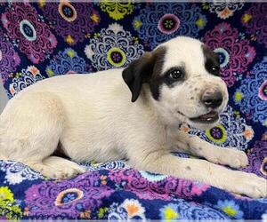 Mutt Dogs for adoption in HESPERIA, CA, USA