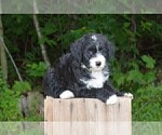 Puppy 4 Bernedoodle