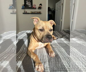 Medium American Pit Bull Terrier