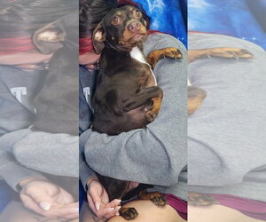 Chiweenie Dogs for adoption in Wetumpka, AL, USA