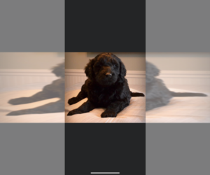 Goldendoodle-Unknown Mix Puppy for sale in MORENO VALLEY, CA, USA