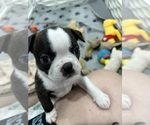 Small #1 Boston Terrier