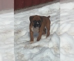 Small Photo #3 Boxer Puppy For Sale in AFTON, WY, USA