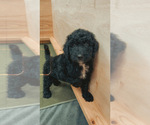 Small Photo #23 Goldendoodle Puppy For Sale in LOTHIAN, MD, USA