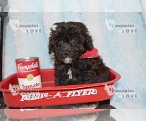 Poodle (Toy) Puppy for sale in SANGER, TX, USA