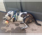 Small #3 Mastiff Mix