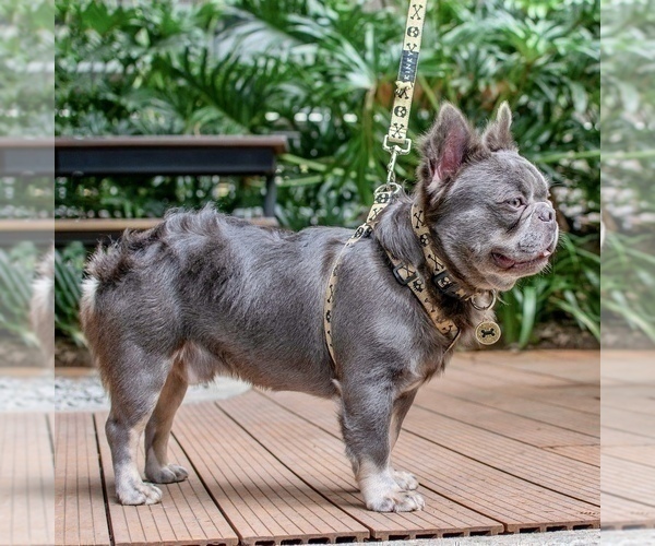 Medium Photo #1 French Bulldog Puppy For Sale in CHARLOTTESVILLE, VA, USA
