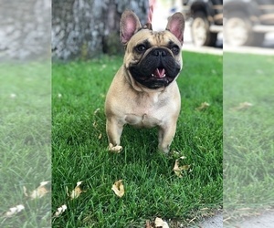 Father of the French Bulldog puppies born on 07/03/2019