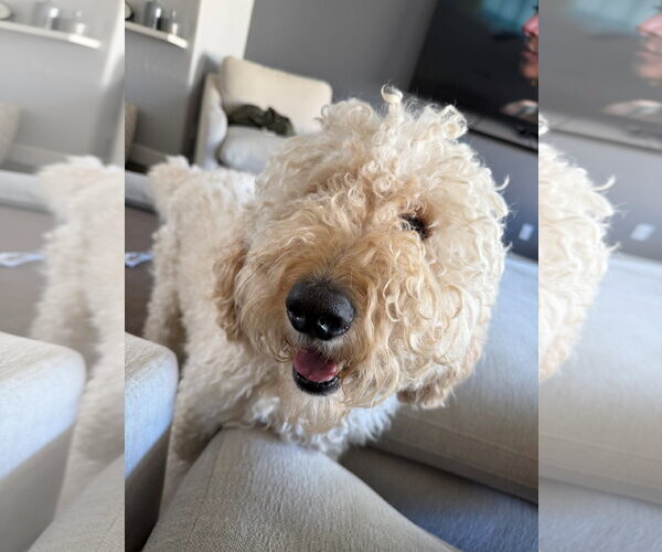 Medium Photo #4 Goldendoodle Puppy For Sale in Glendale , AZ, USA