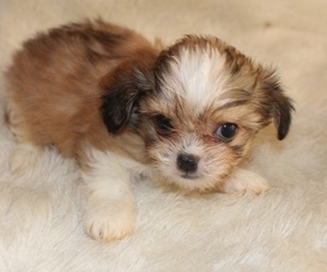 Mi-Ki Puppy for sale in MOREHEAD, KS, USA