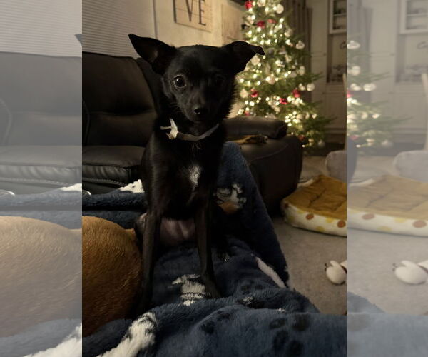 Medium Photo #3 Chihuahua-Unknown Mix Puppy For Sale in Alexandria, KY, USA