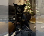 Small #2 Chihuahua Mix