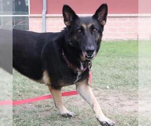 German Shepherd Dog-Unknown Mix Dogs for adoption in San Antonio, TX, USA