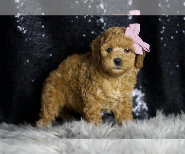 Medium Photo #103 Goldendoodle (Miniature) Puppy For Sale in WARSAW, IN, USA