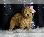 Small Photo #103 Goldendoodle (Miniature) Puppy For Sale in WARSAW, IN, USA