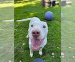 Small #1 American Staffordshire Terrier-Labrador Retriever Mix