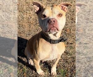 Mutt Dogs for adoption in Augusta, GA, USA